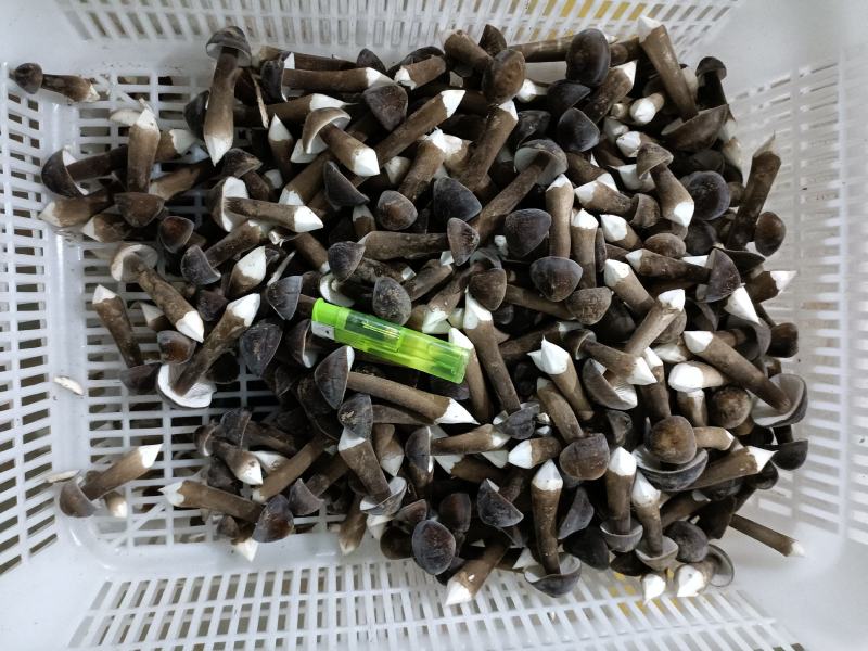 黑皮鸡纵菌已上市欢迎定购