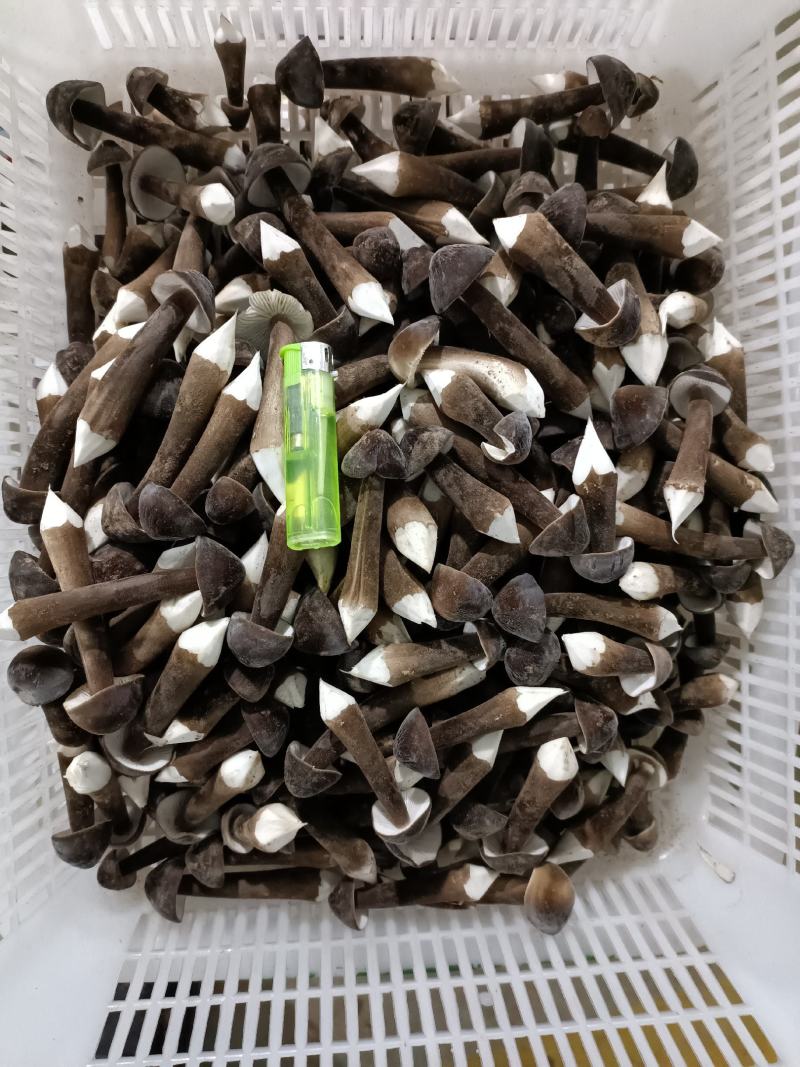 黑皮鸡纵菌已上市欢迎定购