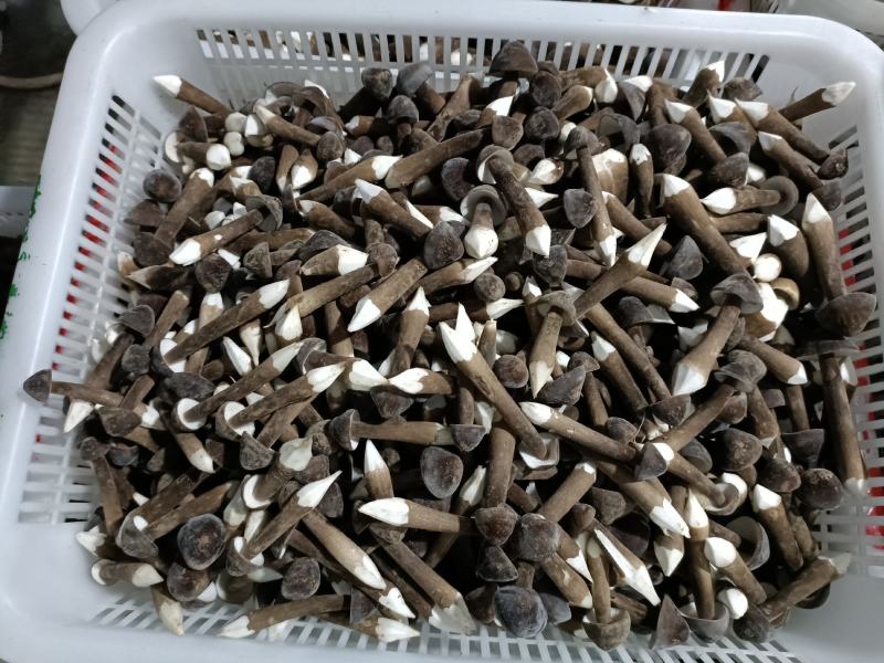 黑皮鸡纵菌已上市欢迎定购