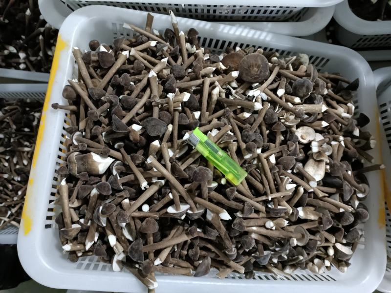 黑皮鸡纵菌已上市欢迎定购