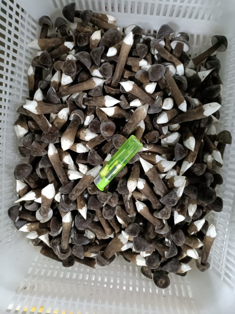 黑皮鸡纵菌已上市欢迎定购