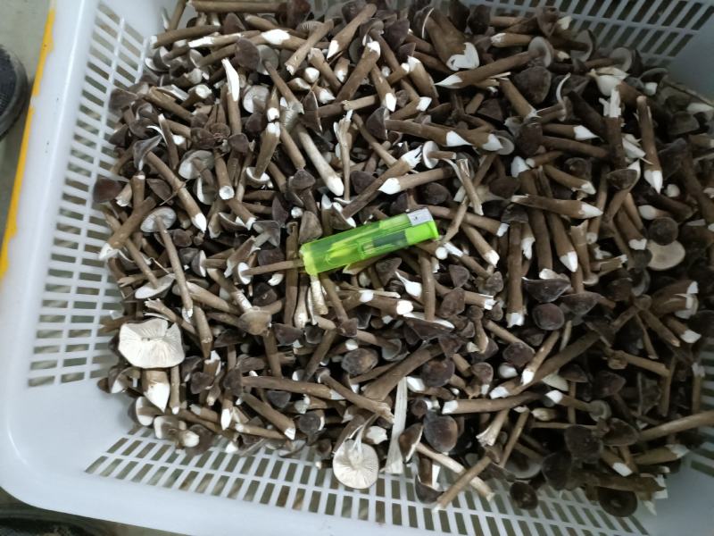 黑皮鸡纵菌已上市欢迎定购