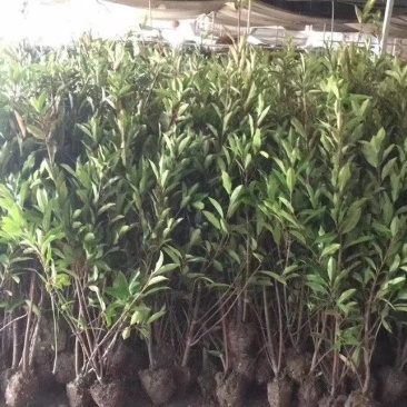 庭院绿化法国冬青珊瑚树围墙篱笆树苗绿色植物四季常青工程绿
