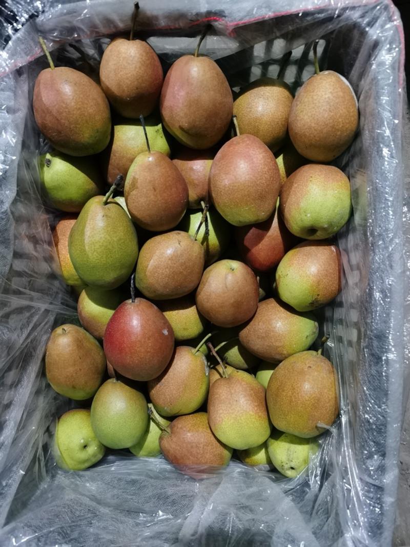 红香酥梨库尔勒系列香梨产地直供价格实惠
