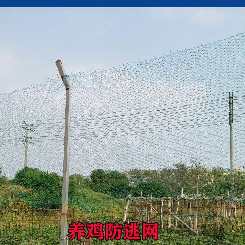 养鸡网尼龙网养殖网拦鸡网围鸡网家禽塑料网护栏网菜园围网防