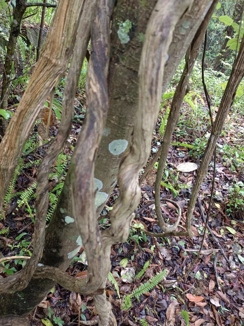 忍冬藤，野金银花，山金银花。