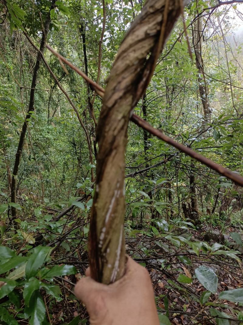 忍冬藤，野金银花，山金银花。