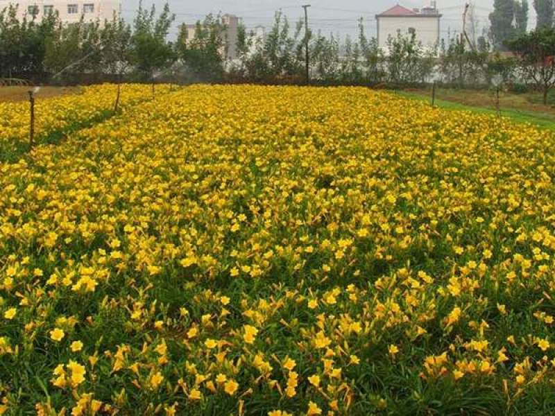 金娃娃萱草大花萱草地被花卉量大可以优惠自己苗圃苗