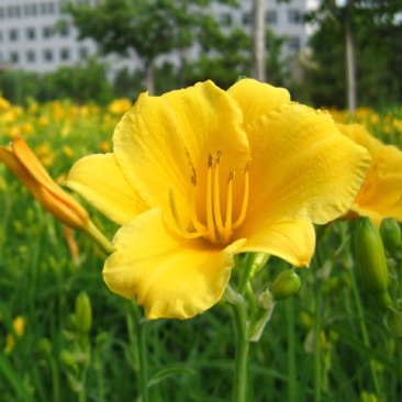 金娃娃萱草大花萱草地被花卉量大可以优惠自己苗圃苗
