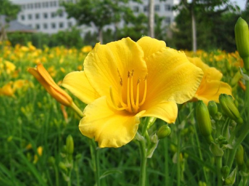 金娃娃萱草大花萱草地被花卉量大可以优惠自己苗圃苗