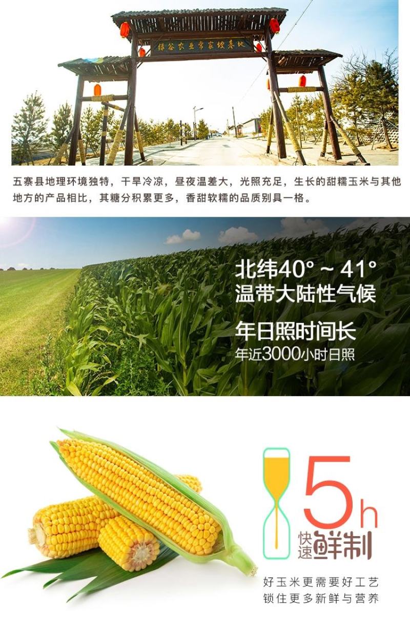 中国甜糯玉米之乡山西五寨