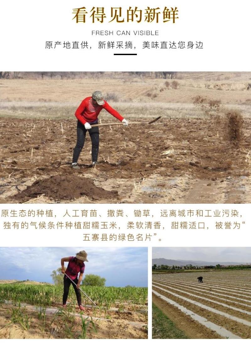中国甜糯玉米之乡山西五寨