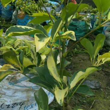 花叶鸭脚木一手货源，基地直销，可视频看货