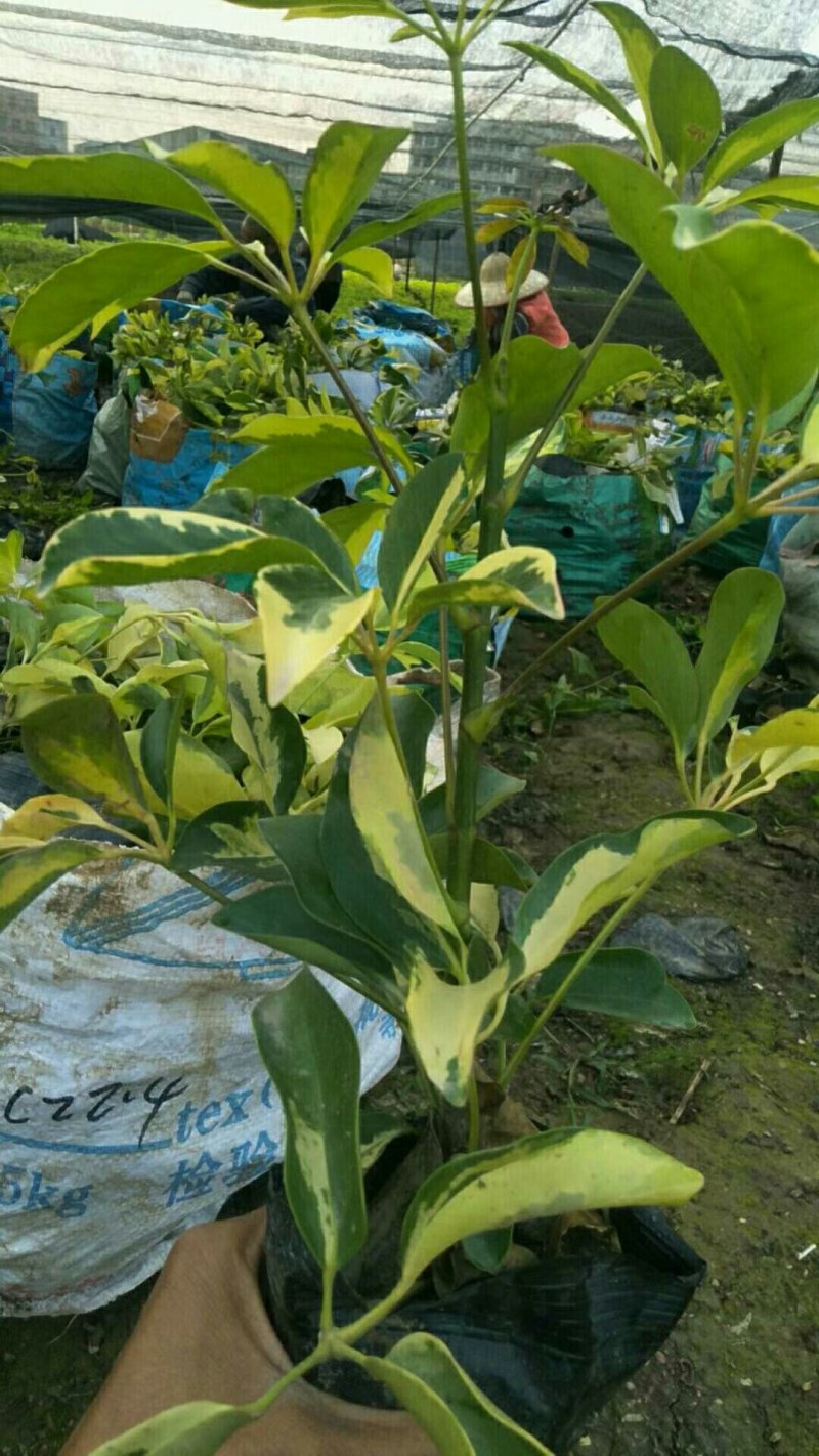 花叶鸭脚木一手货源，基地直销，可视频看货