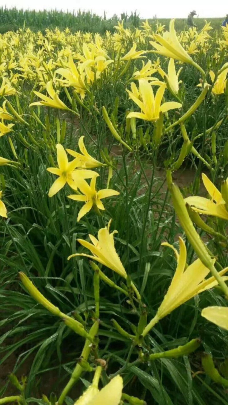 特大长条食用型黄花菜苗