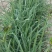 特大长条食用型黄花菜苗