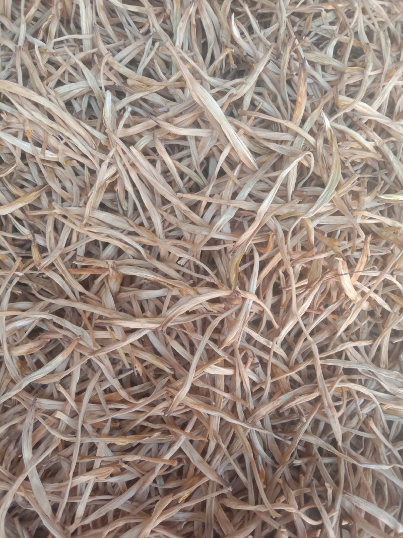 特大长条食用型黄花菜苗