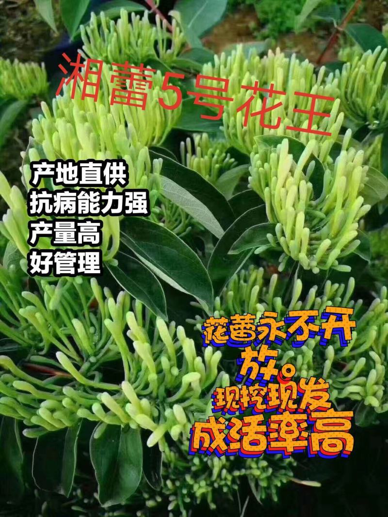 湘蕾金银花苗（5号）/五号花王/提供技术辅导/保证纯度