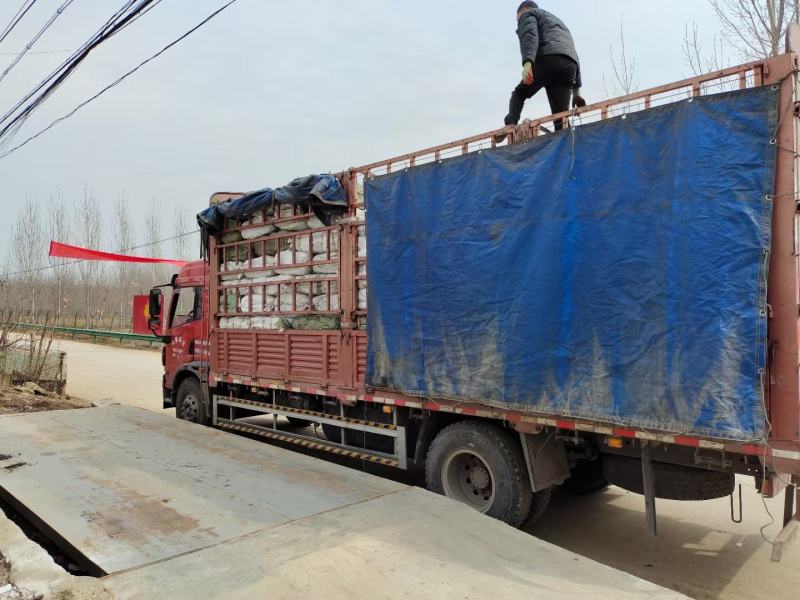 微山湖整张干荷叶荷叶饭叫花鸡糯米鸡各种规格加工定制