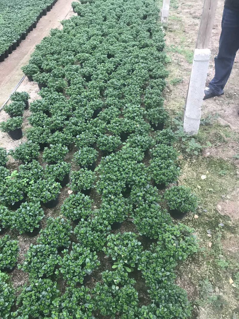 金鱼草带苞14#16#（红杯黑杯）产地直发量大从优可视频