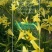 根系发达饱满特大黄花菜根