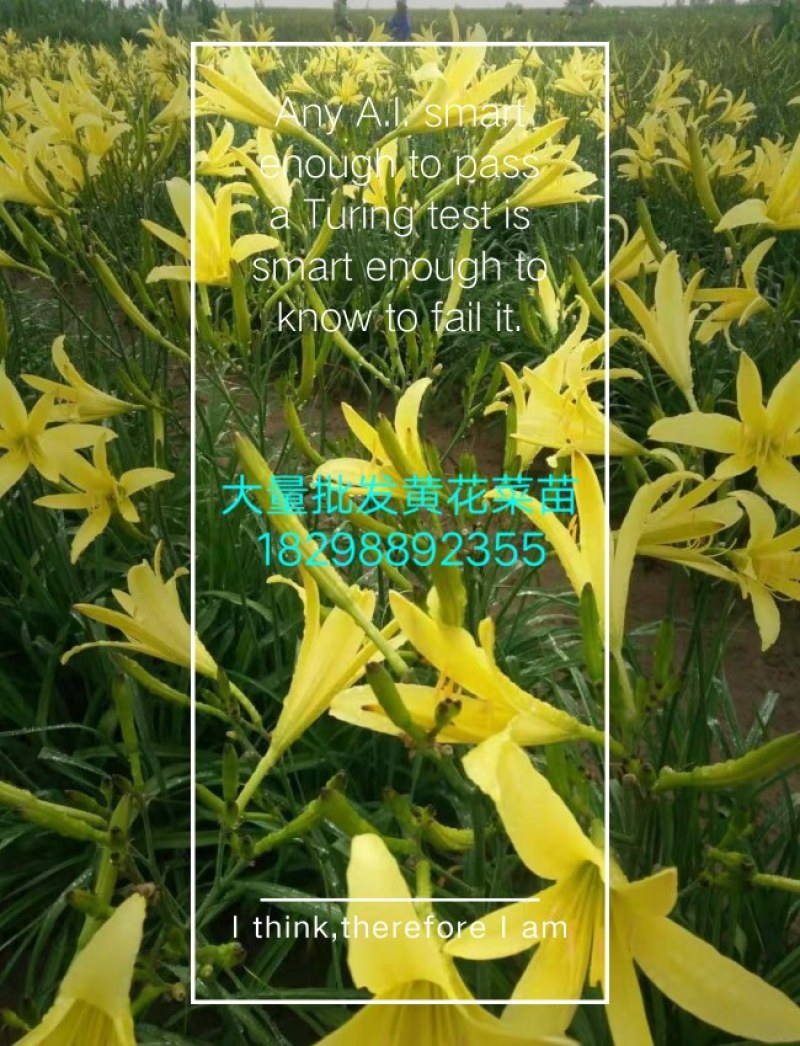 根系发达饱满特大黄花菜根