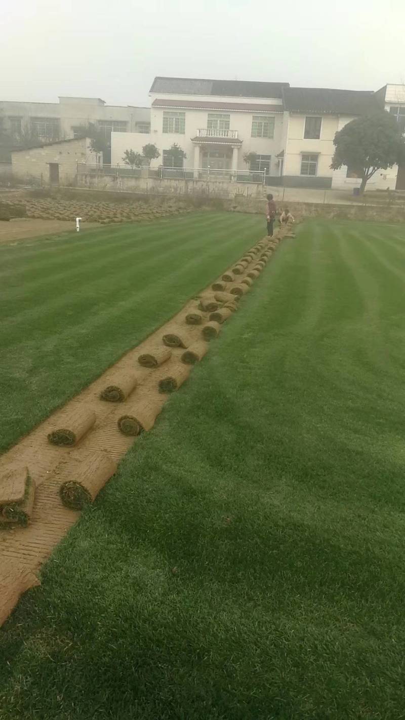 马尼拉百幕大果岭草四季青狗牙根草皮草块草卷