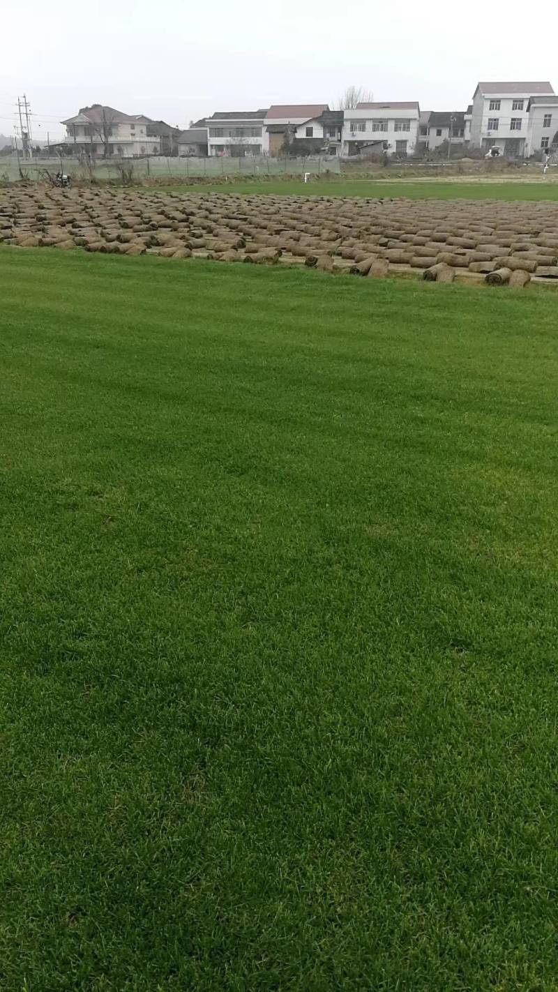 马尼拉百幕大果岭草四季青狗牙根草皮草块草卷