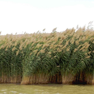 基地直发水生植物水生芦苇苗公园水池水体绿化芦苇根