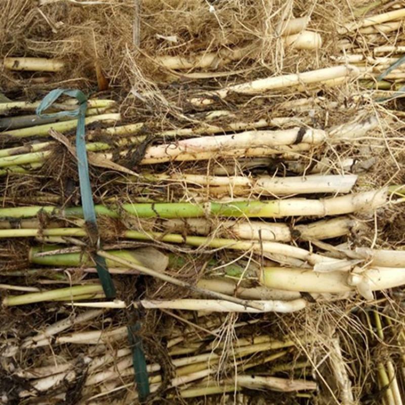 基地直发水生植物水生芦苇苗公园水池水体绿化芦苇根