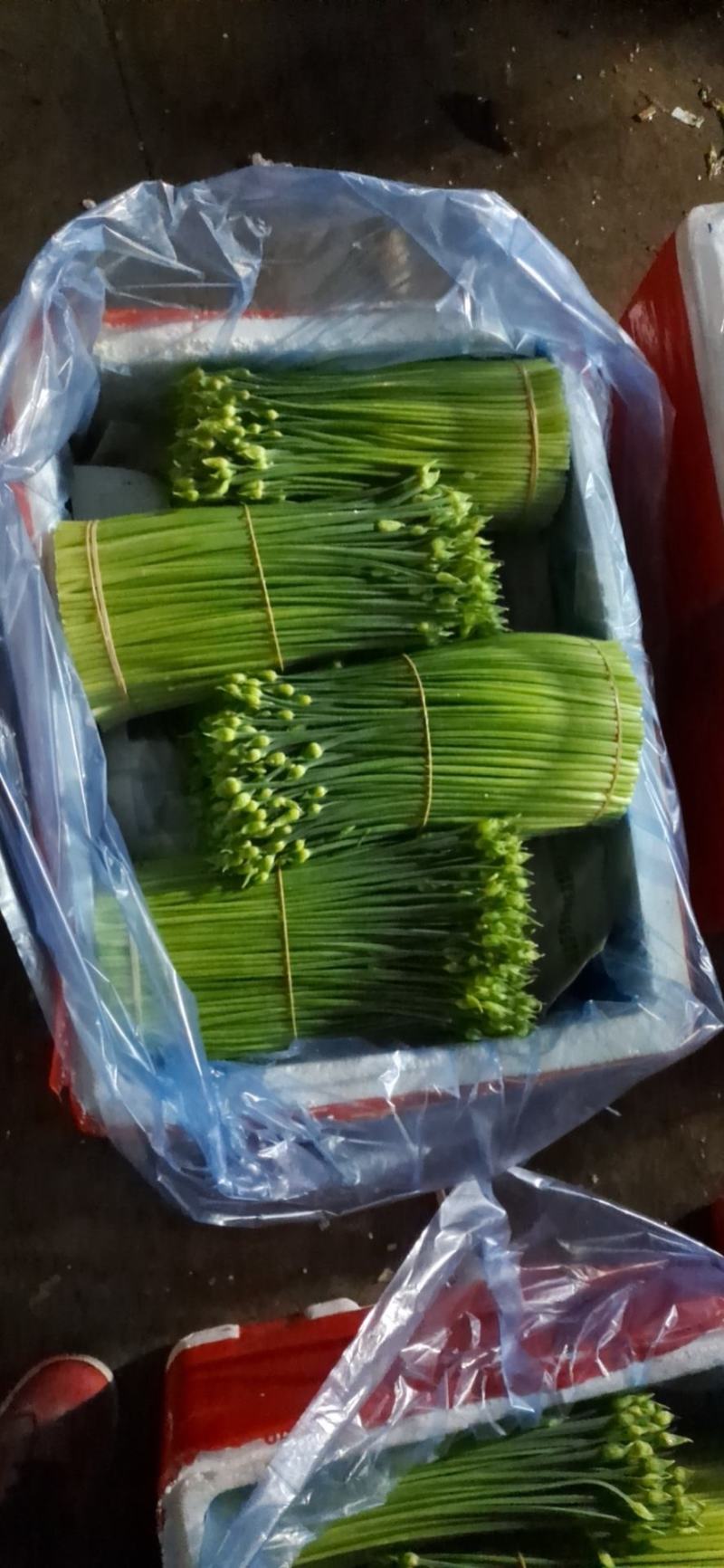 韭菜花质量保证货源充足一年四季均可供货欢迎实地考察