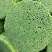 韭菜花质量保证货源充足一年四季均可供货欢迎实地考察