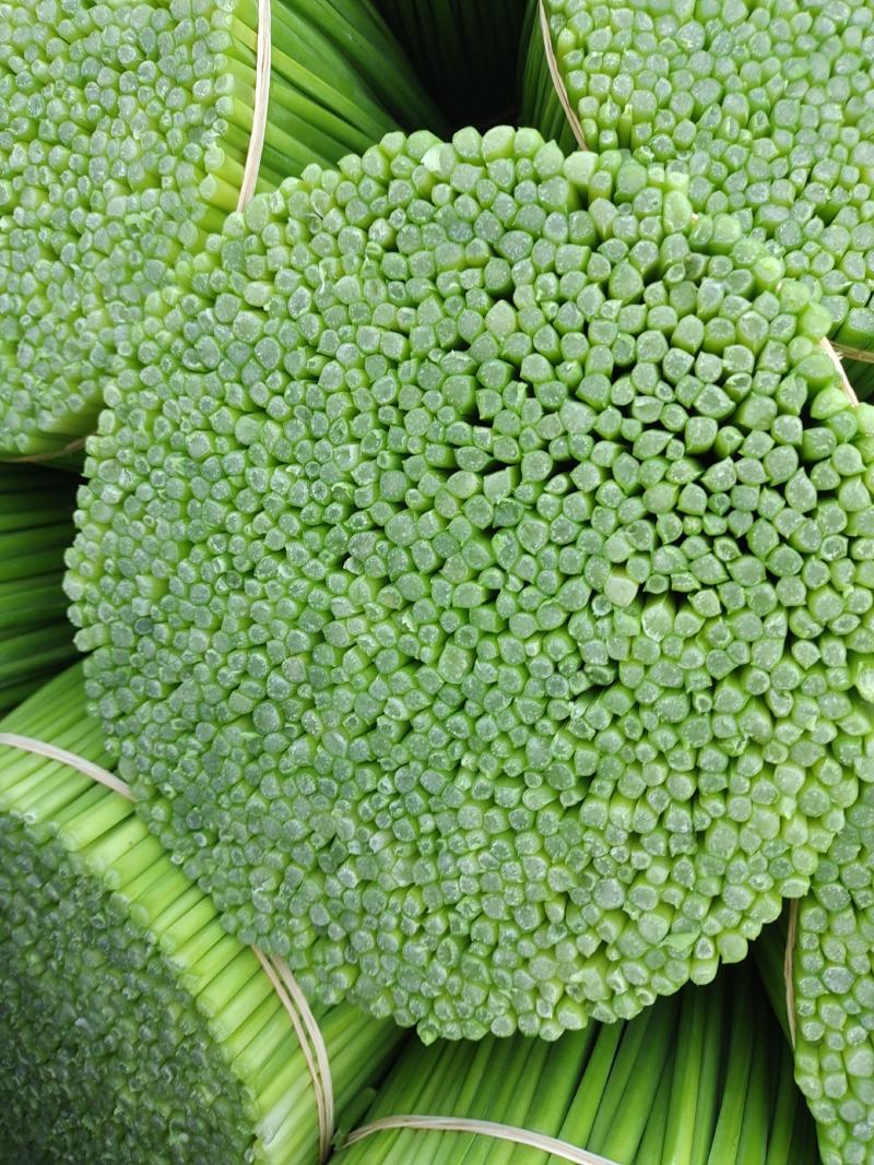韭菜花质量保证货源充足一年四季均可供货欢迎实地考察