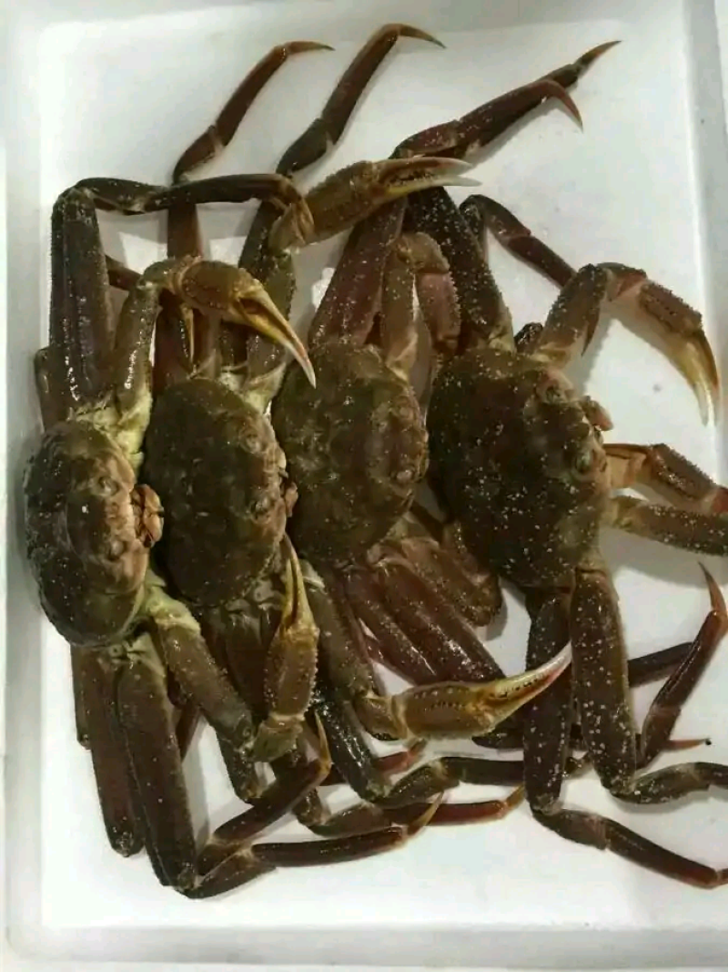 俄罗斯长脚蟹，也叫板蟹