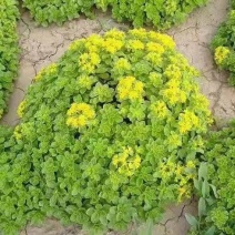 德国景天，苗圃直销，可以实地考察当天起苗当天发货