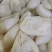 新鲜百叶茶毛肚茶香味美脆爽无渣高品质火锅食材