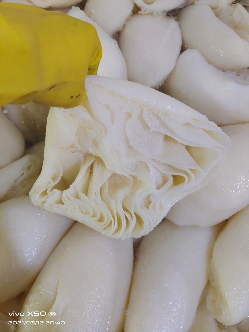 新鲜百叶茶毛肚茶香味美脆爽无渣高品质火锅食材