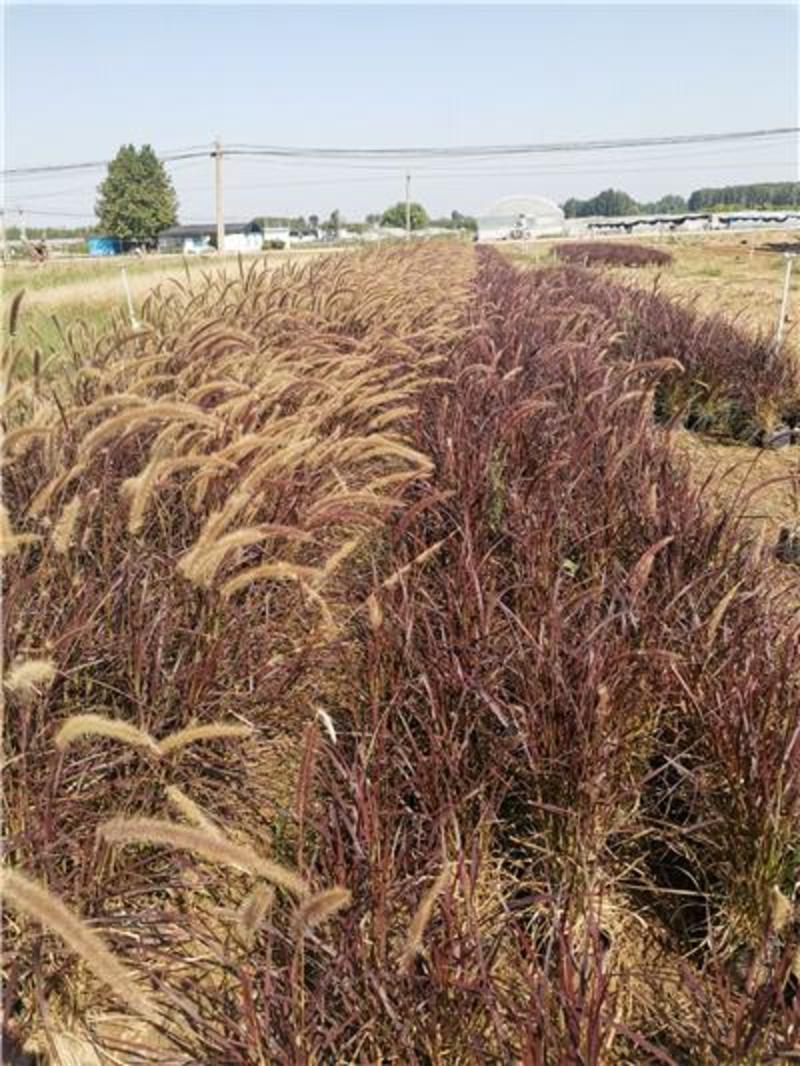 紫叶狼尾草，种植基地，自产自销