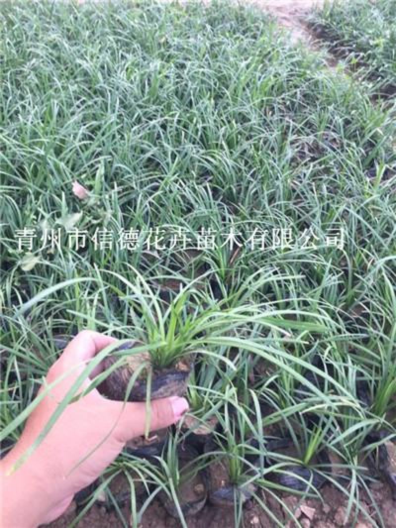 细叶麦冬，麦冬草，绿化工程用，中叶麦冬草，阔叶麦冬草