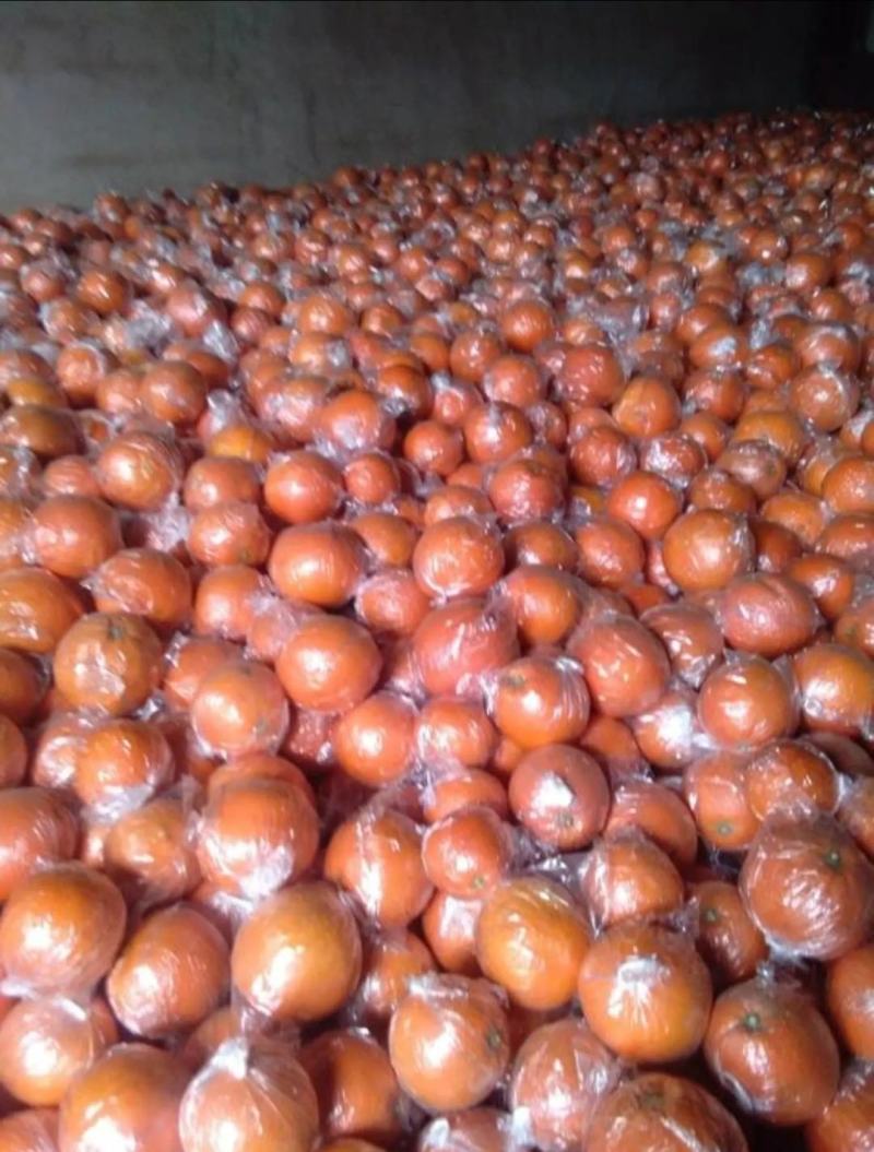 订果7904脐橙65-95果，纽荷尔