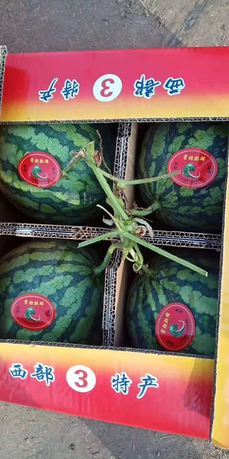 河南711西瓜-现摘现发-种类齐全-诚信经营一手货源