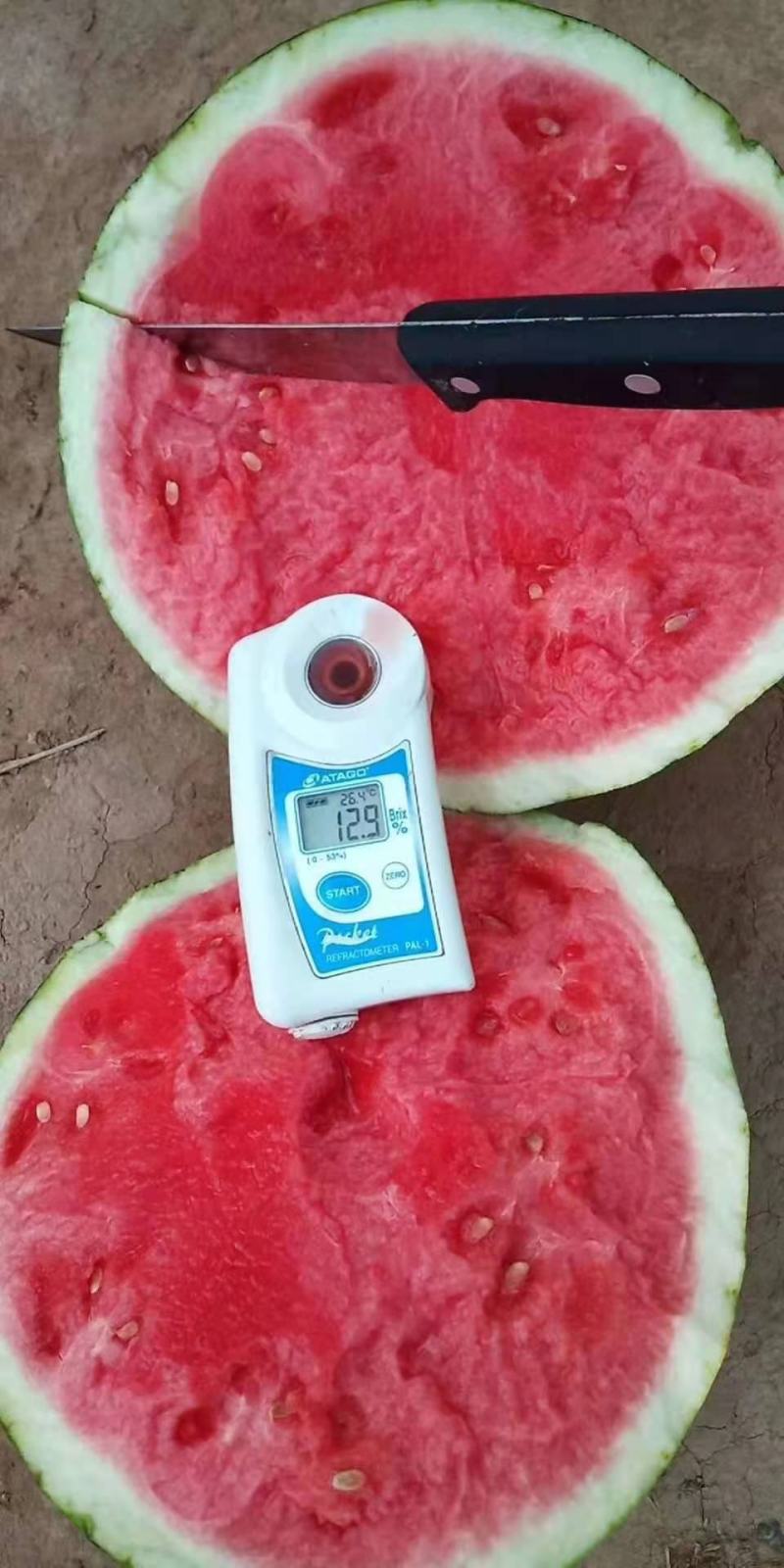 河南711西瓜-现摘现发-种类齐全-诚信经营一手货源