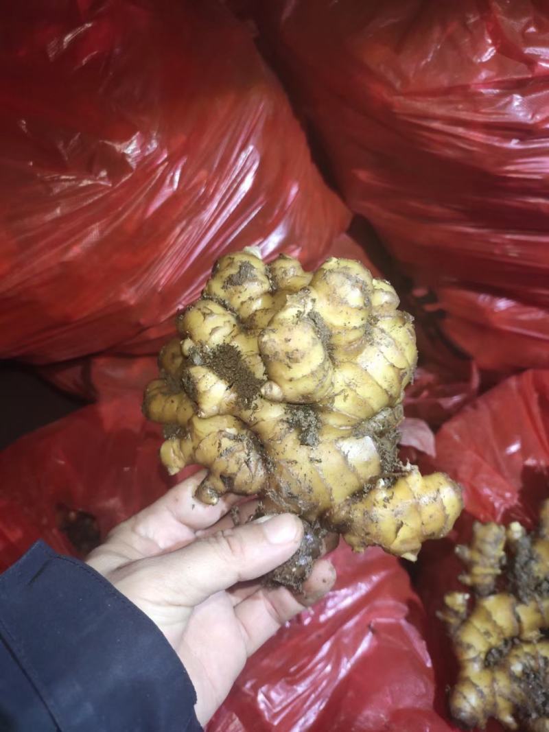 小黄姜云南生姜大量上市中价格以后产地直发欢迎联系