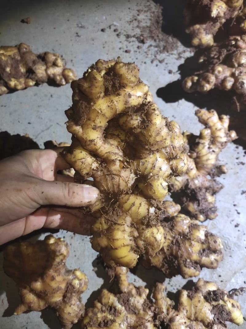 小黄姜云南生姜大量上市中价格以后产地直发欢迎联系