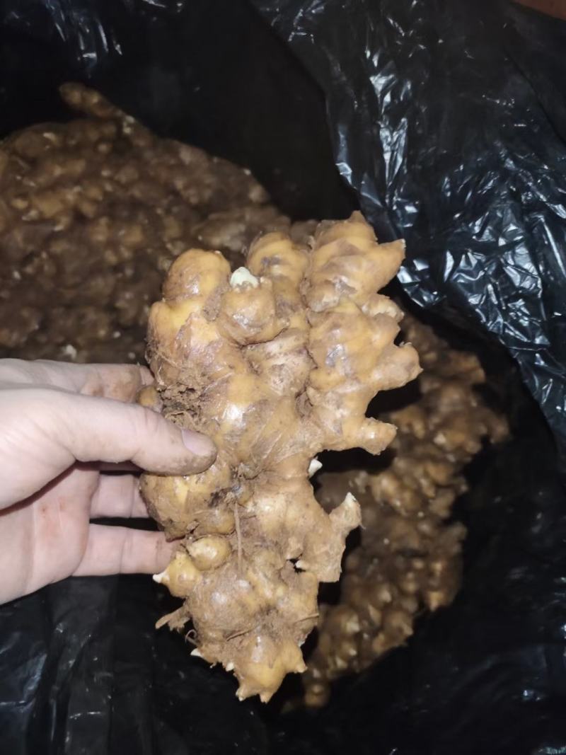 小黄姜云南生姜大量上市中价格以后产地直发欢迎联系