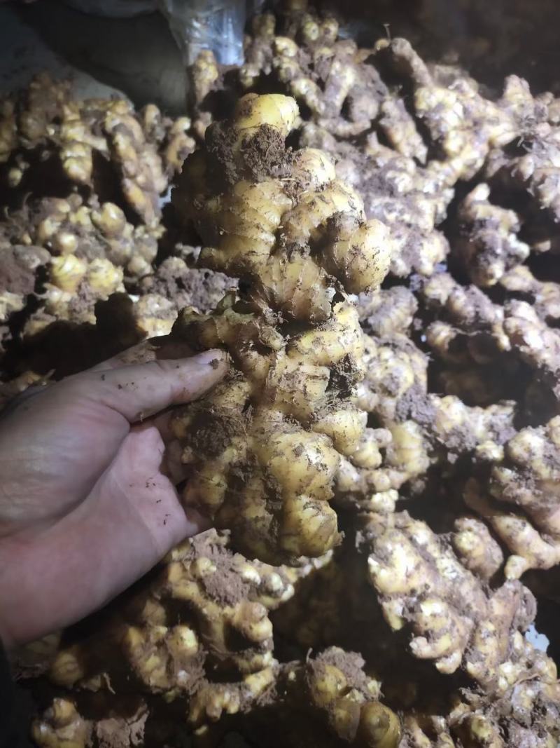 小黄姜云南生姜大量上市中价格以后产地直发欢迎联系