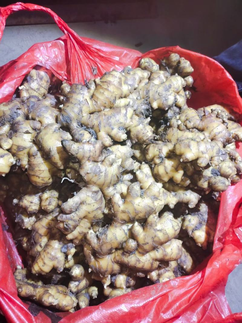 小黄姜云南生姜大量上市中价格以后产地直发欢迎联系