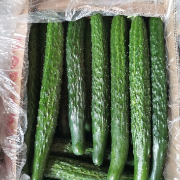 爱群蔬菜代收代销市场