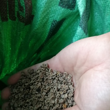 江西道地中药材粉防己(土木香)种子，长年供应，产地直销。