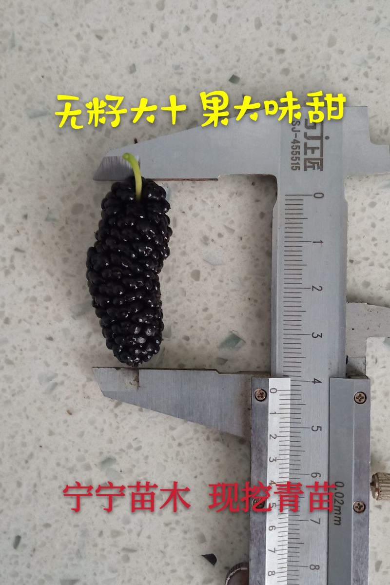 桑树苗无籽大十两年苗果桑苗汁多味甜采摘园必备品种